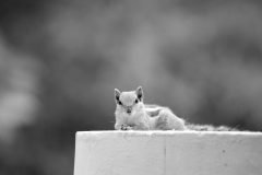 IMG_3243-scaled
