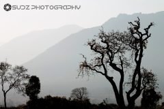IMG_6684-scaled