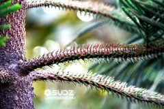 IMG_0230-scaled