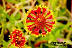 IMG_4388-scaled
