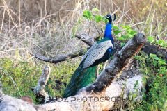 IMG_6567-scaled