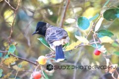 IMG_6726-scaled